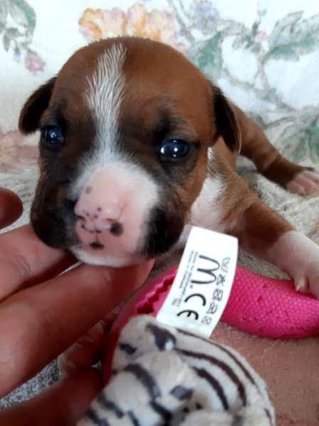 Милые мальчики и девочки Амстаффа резерв ркф в Москве фото 30