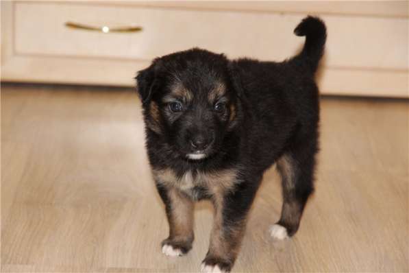 Москва, МО. Чудесные малыши ищут дом в Москве фото 5