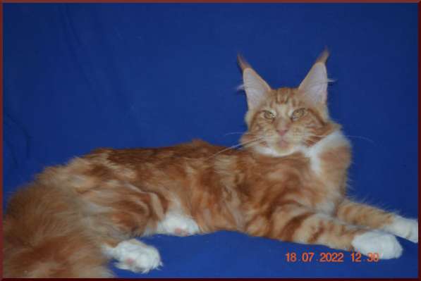 Роскошный черный котик мейн-кун из питомника в Астрахани фото 16