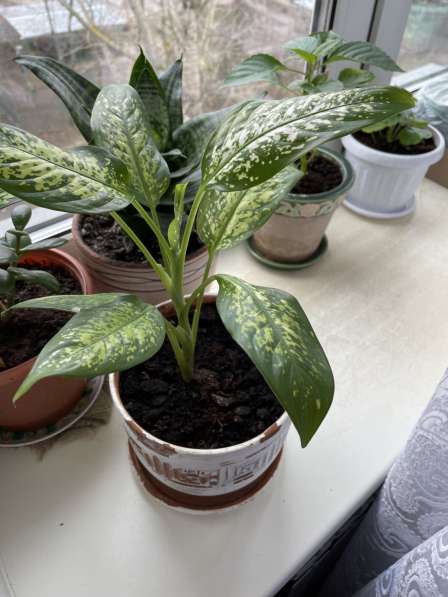 Диффенбахия в Москве фото 4