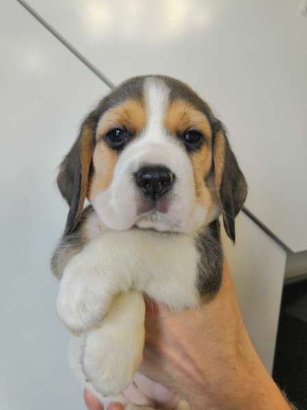 Щенки Бигля в Москве фото 8