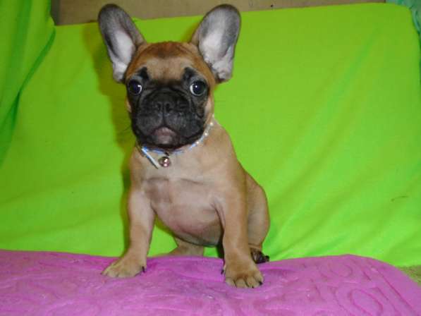 Французский бульдог высокопородные щенки в Люберцы фото 20
