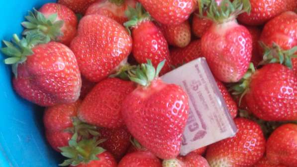 Продам саженцы клубники в фото 17