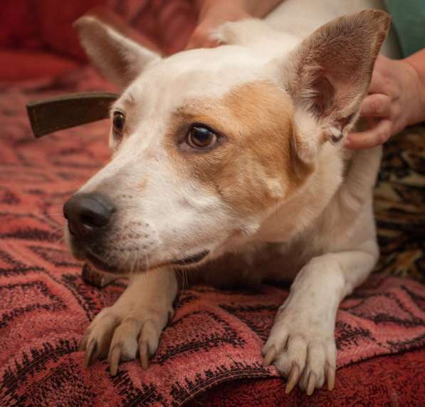 Собаке очень нужен дом в Нижнем Новгороде фото 17