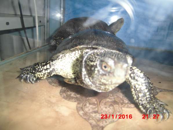 Болотные черепахи в Добрянке фото 8