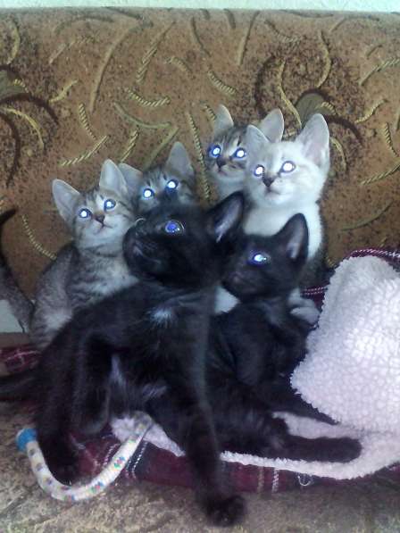 Кельт (восточно-европейская короткошерстная) - продам в фото 3