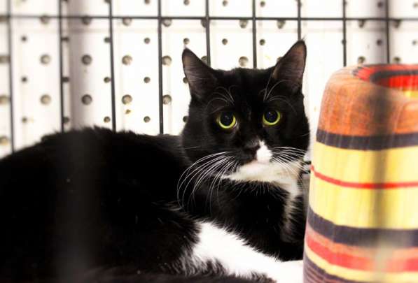 Застенчивый Сапфир надеется на встречу с хозяином