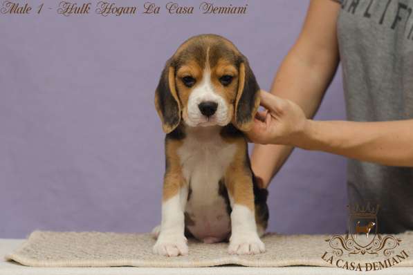 Перспективные щенки бигля FCI в фото 3