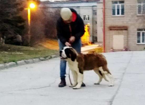 Общий курс послушания и ринговая дрессировка собак в Новосибирске