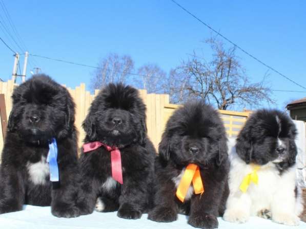 Щенки ньюфаундленда СШ - Франция &ndash; Дания! в Санкт-Петербурге фото 7