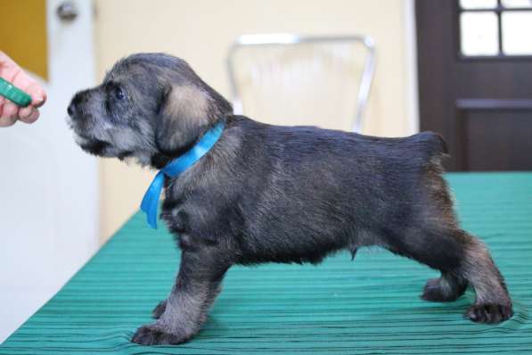 Щенки миттельшнауцера в Москве фото 13