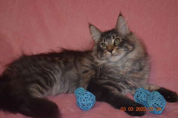 Роскошный черный котик мейн-кун из питомника в Астрахани фото 100