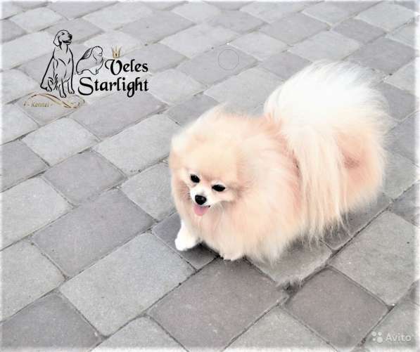 Щенки померанского шпица (Pomeranian) в Воронеже фото 9