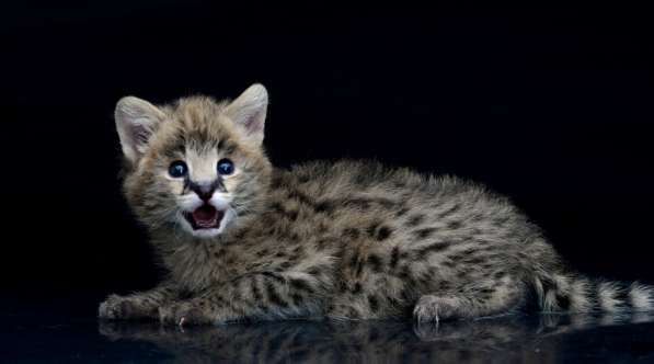 Продаем домашних сервалов