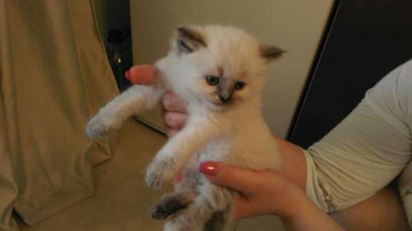 котенка персидской породы 1 месяц девочка.