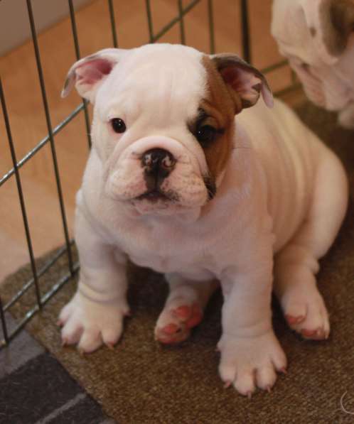 Щенки английского бульдога в Тюмени фото 12