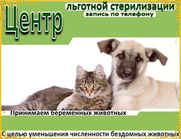 Льготная стерилизация животных в Иркутске фото 4