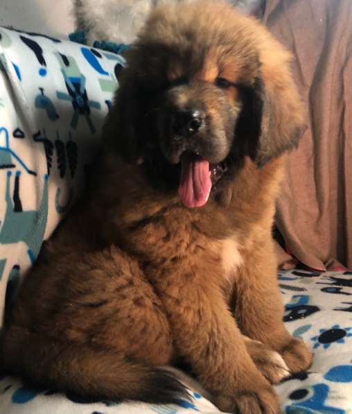 Тибетский мастиф щенки в Твери фото 28