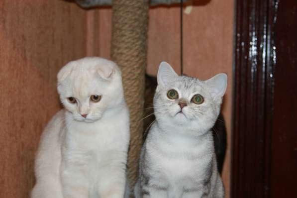 Шотландские котики фолд и страйт в Москве фото 11