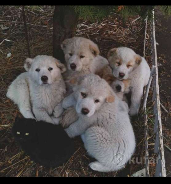 Щенки алабай