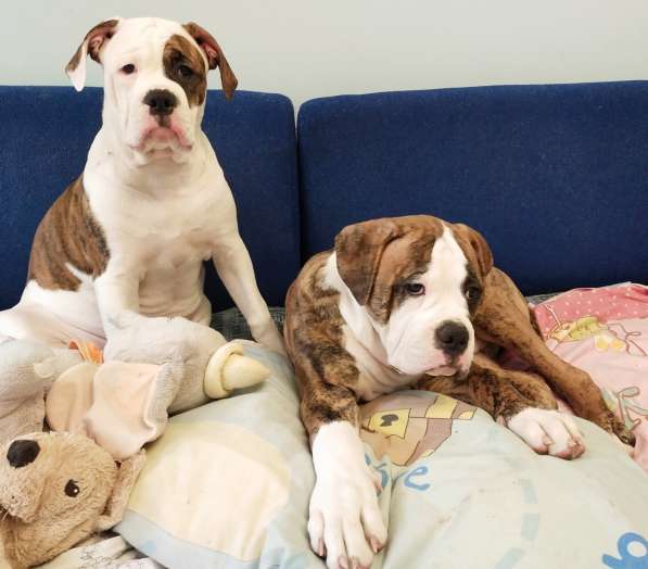 Продам щенка щенков Американского Бульдога FCI в фото 17