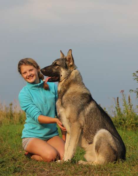 Щенков, собак породы восточноевропейская овчарка в Москве фото 13