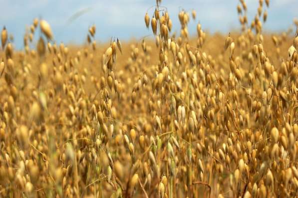 Семена Пшеницы, подсолнух, Бобовые, Ячмень Пшеница Горох КФХ в Волгограде фото 9