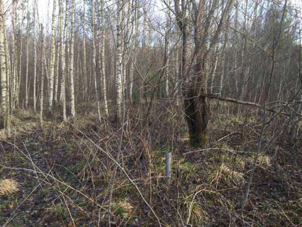 Часть леса в Сергиевом Посаде фото 5