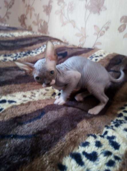 Канадские сфинксы в Иркутске фото 14