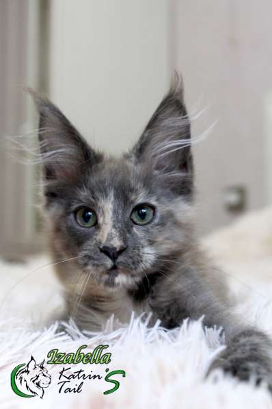 Maine Coon Female Izabella