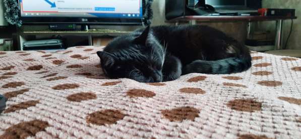 Срочно ищем дом в Москве фото 16