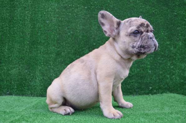 Французский бульдог. Girls. Fawn merle в фото 6