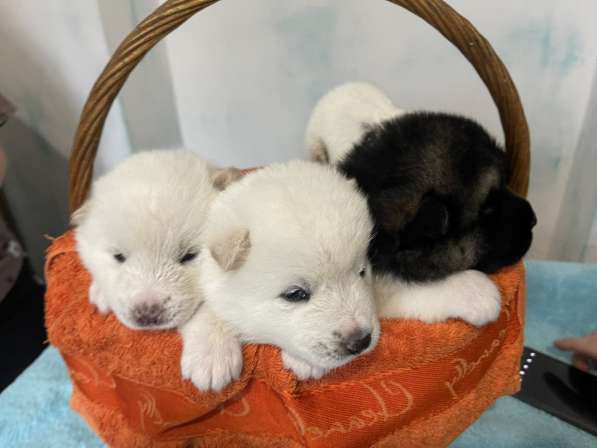 Собаки в фото 11