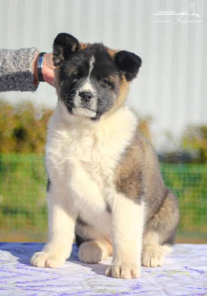 Акита в Ростове-на-Дону фото 107