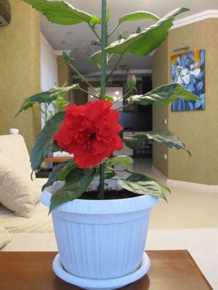 Продаю комнатное дерево китайская роза (гибискус) в Ростове-на-Дону фото 6