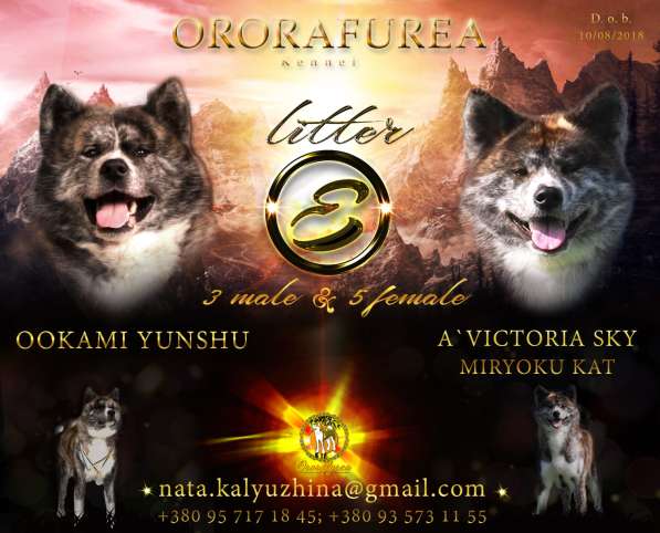 Щенки Акита ину в фото 11