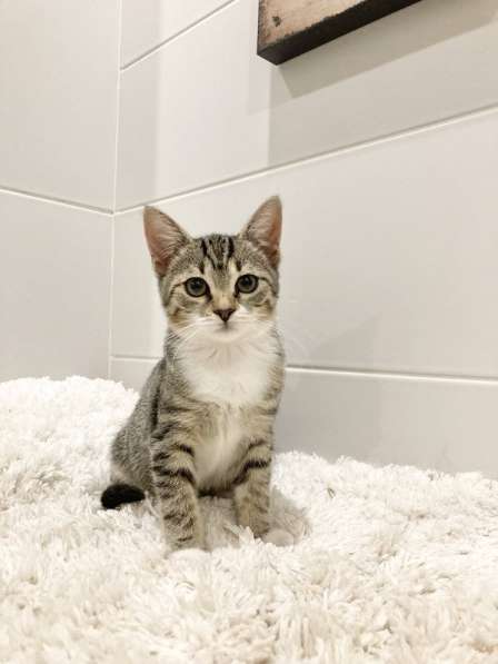 Милый котёнок Тася в добрые руки в Москве фото 14