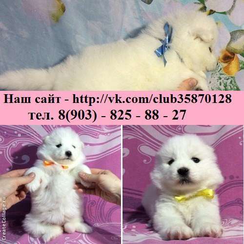 Щеночки Самоедской лайки Ми-ми Мишки в Гаврилов-яме