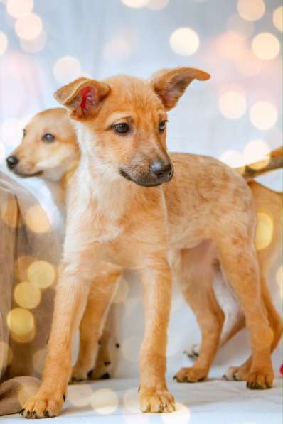 Щенки в добрые руки на Новый год!