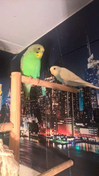 Волнистые попугаи -Самцы от Заводчика в Мытищи фото 4