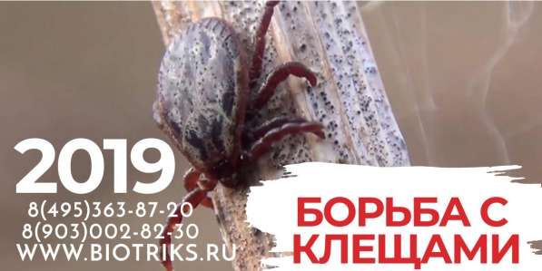 Борьба с Борщевиком Сосновского в Заокском в Ефремове фото 7