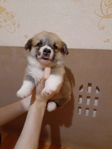 Щенки вельш корги пемброк в Пушкино фото 13