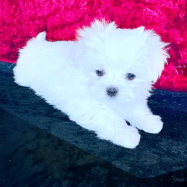 Щенки мальтезе. Мальтийская болонка в Екатеринбурге фото 11