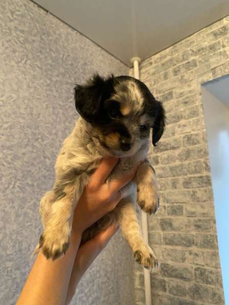 Отдам щенят в добрые руки в Серпухове фото 6