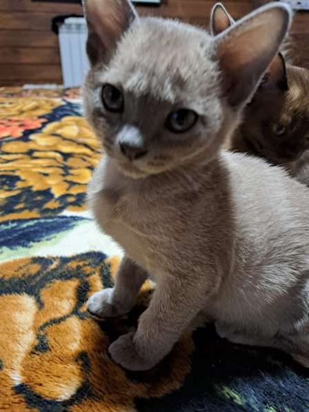 Котята европейская бурма в Нижневартовске фото 7