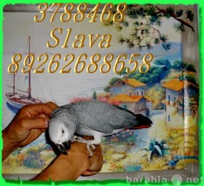 Чудные - Элитные попугаи из Питомника. в Москве фото 3