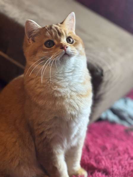 Шотландские котята в Москве