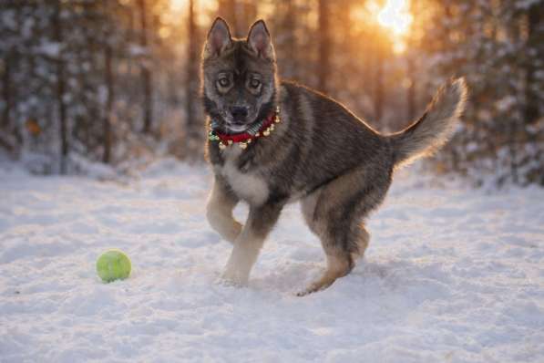 Хаски агути
