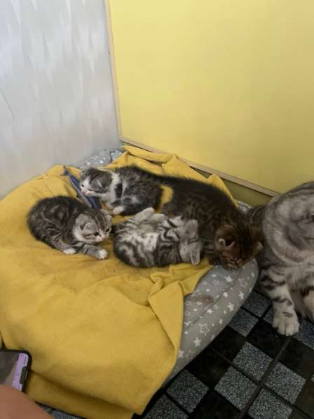 Котята веслаухие