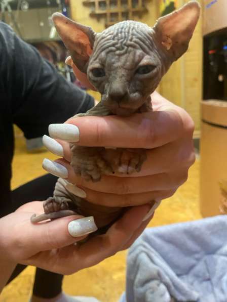 Коты в Крымске фото 3